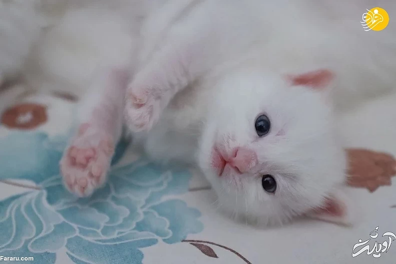 (تصاویر) ویژگیهای منحصربه فرد گربه وان